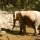 das soll Elefante-Trecking sein, wir zu Fuss das Tier hinterher